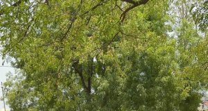 मोहगांव बैल बाज़ार में ठेकेदार की अवैध वसूली को विधायक चौरे ने कराया बंद।